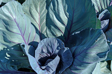 Red cabbage bush on a summer day close-up