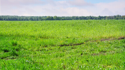 Grain field on the background of the sky and the edge of the forest