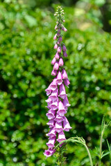 Digitale pourpre, Grande Digitale, Digitalis purpurea