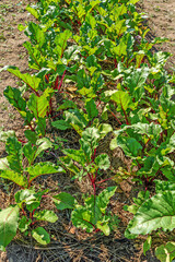 A fragment of a beet bed on a summer day