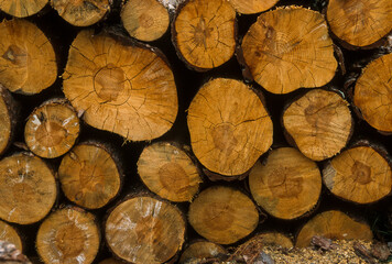 coupe de bois, Pin, Forêt de Fontainebleau, Seine et Marne, 77