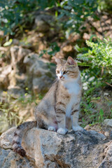 Portrait of a cat sitting on a rock