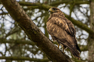 Mäusebussard