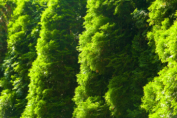 A texture of white cedars with fresh green branches