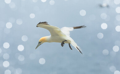 northern gannet flying above Bass Rock island near Northern Berwick, Scotland, North Sea