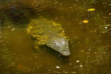 Obraz premium crocodile in the pond