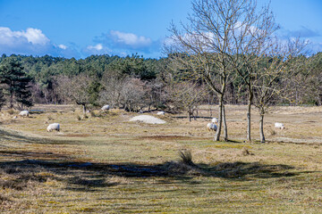 Fototapeta na wymiar Dune nature reserve with sheep grazing on the ground with grass, heather between bare trees and green pines, sunny spring day in Schoorlse Duinen, North Holland in the Netherlands