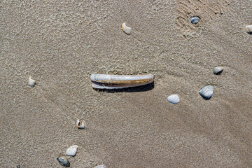 Wet brown sand with a few scattered seashells, sunny spring day at Camperduin beach, North Holland