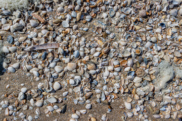 Beach with small warm colored shells, gray, brown, yellow, white and sea foam, sunny spring day in Camperduin, North Holland