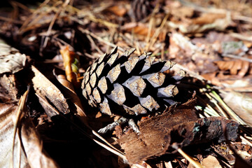 brown cone lies on dry grass in the forest. side view. autumn background