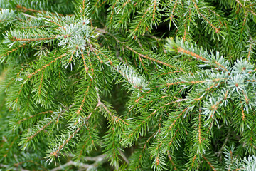 many branches of green spruce top view. green background