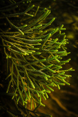 Obraz premium Ramas de ciprés verdes frescas