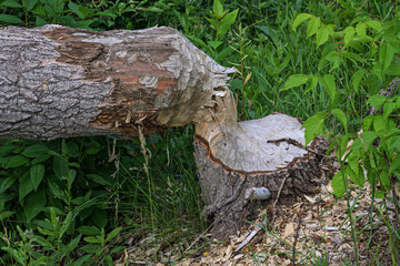 The trunk of a poplar gnawed at the base by beavers