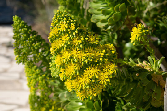 รูปภาพFloracion – เลือกดูภาพถ่ายสต็อก เวกเตอร์ และวิดีโอ1,217 | Adobe Stock