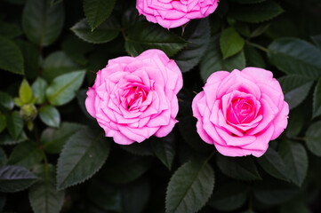 pink rose in garden