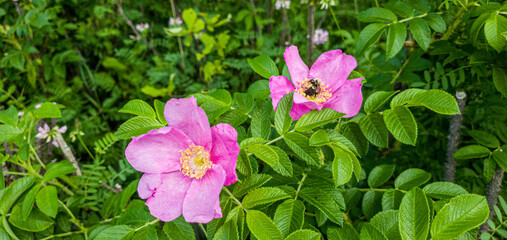 Natural pretty flowers on summer in a field