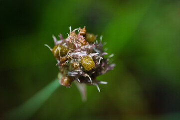 macro of a budding flower