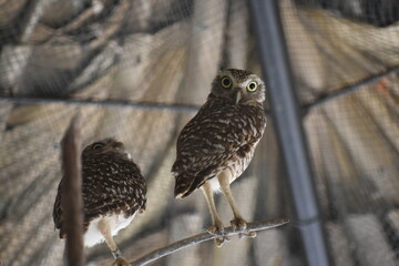 Tiny Owl in the zoo.
bird, owl, nature, wildlife, animal, wild, beak, hawk, falcon, feather, birds, raptor, feathers, predator, prey, eye, brown, burrowing, hunter, animals, portrait, little owl, 
