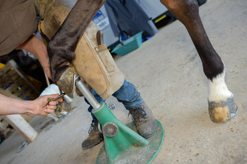 Farrier working on horse's hoof