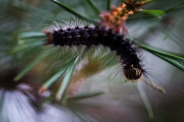 caterpillar on a branch