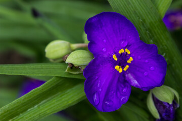 blue-violet flower of tradescantia ogai with drops after rain blooming on a green bush of a plant. Vertical photography