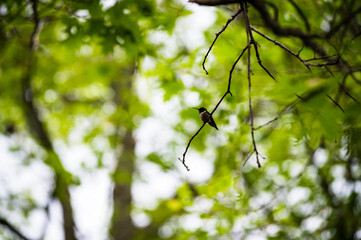 humming bird on a dead branch