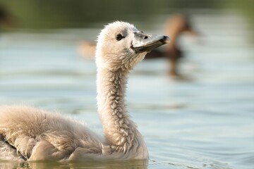 Young swan in the pond at sunset