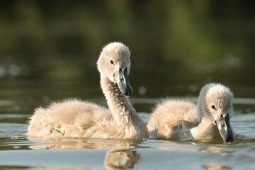 Young swans in the pond at sunset