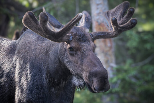 Bull Shiras Moose in the Colorado Rocky Mountains.
