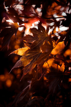 Red Japanese Maple Leaves Are Lit By The Morning Rays Of The Sun. Autumn Morning Mood. The Day Begins. 