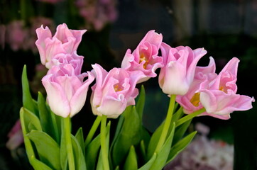Bouquet of pink tulips in a vase on the balcony, Sofia, Bulgaria  