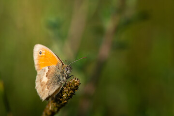 Schmetterling