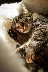 A cat lies on a cozy white fur and sleeps very relaxed. Portrait of a fluffy, gray-brown tabby domestic cat. View from above.