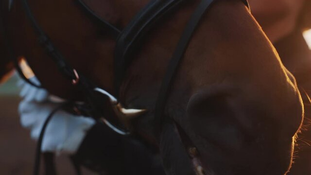 Hands of a woman with gloves fixing horse bridle. A Close up view of a dark brown horse. Woman fixing its halter. Horse riding competition. The footage is made during the evening sunset time.