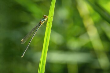Close up image of a thin green, yellow and brown damselfly, Chalcolestes viridis, with transparent...
