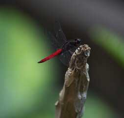 Closeup of black and red dragonfly resting on twig Ecuador