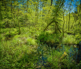 Fototapeta premium View of a fragment of a marsh meadow in forest with flowers of the swamp colon and marsh grasses..