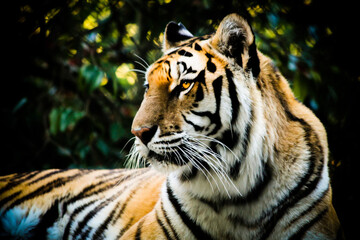 portrait of a tiger