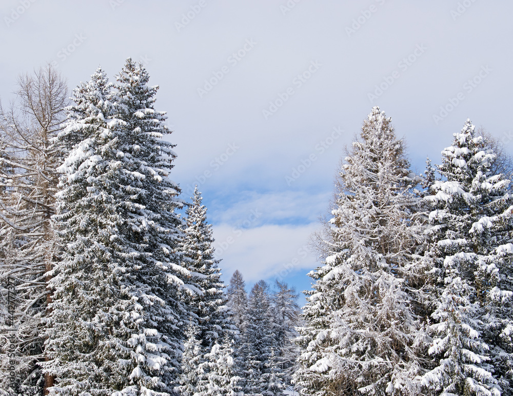 Wall mural snowy pine trees