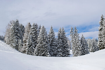 View of snowy pine trees, winter landscape - obrazy, fototapety, plakaty