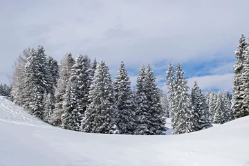 Fotobehang View of snowy pine trees, winter landscape © Judith