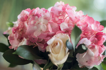 flores rosas en close-up