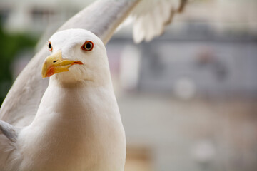 close up of a seagull 
