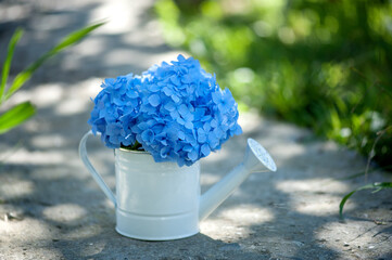 blue hydrangea in a watering can on a natural background in the garden © Юлия Васильева