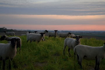 Schafe auf einer Weide bei Sonnenaufgang