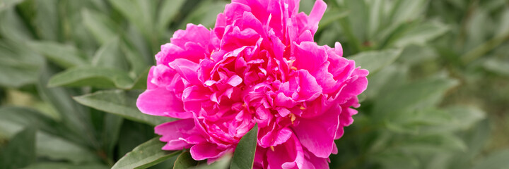 pink peony flower head in full bloom on a background of green leaves and grass in the floral garden on a sunny summer day. banner