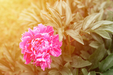 pink peony flower head in full bloom on a background of green leaves and grass in the floral garden on a sunny summer day. flare