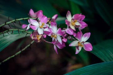 pink and white flower
