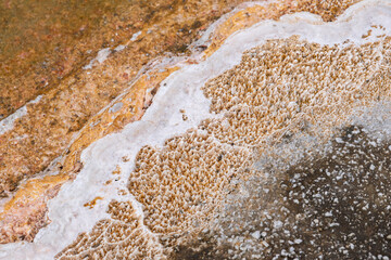 Beauty Pool, Thermophilic bacterial mats, Yellowstone National Park