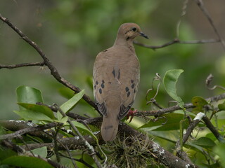 Closeup of Eared Dove (Zenaida auriculata) perched in branches Ecuador